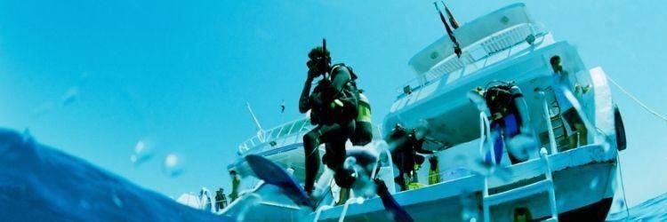 Plongée avec les raies mantas ou les requins baleines