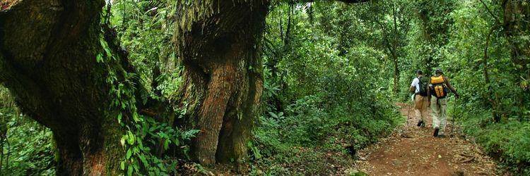 A la découverte de la rafflésie dans le parc de Gunung gading