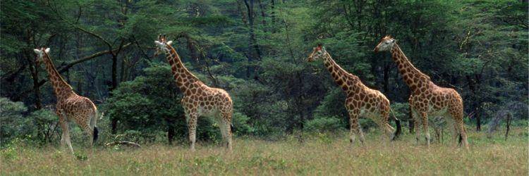Arabuko Sokoke Forest Reserve