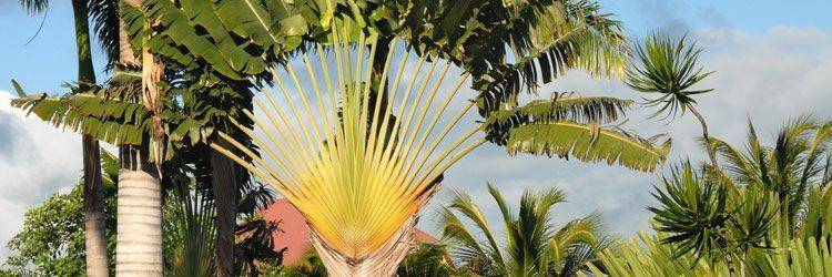 Au cœur des plantations de noix de coco