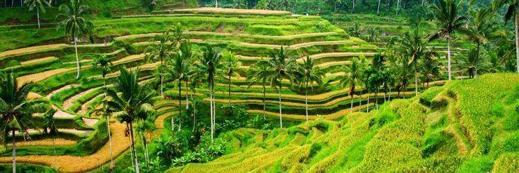 Batukaru, Jatiluwih, Bedugul et Gobleg