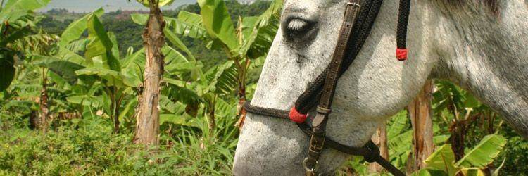 Balade à cheval à Rincon de la Vieja