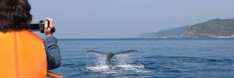Observation des baleines et aigles en mer d'Okhotsk