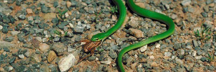 Bio-Ken Snake Farm