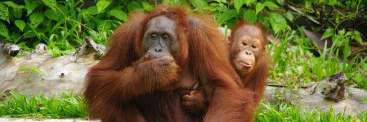 Centre de réhabilitation des orangs-outans de Semenggoh