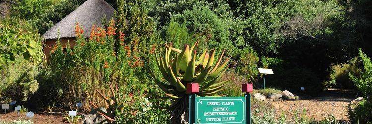 Découverte des Jardins botaniques de Kirstenbosch