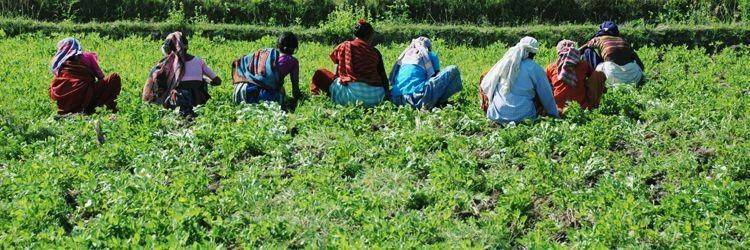 Déjeuner dans une plantation d'épices à Kalaketty Estate