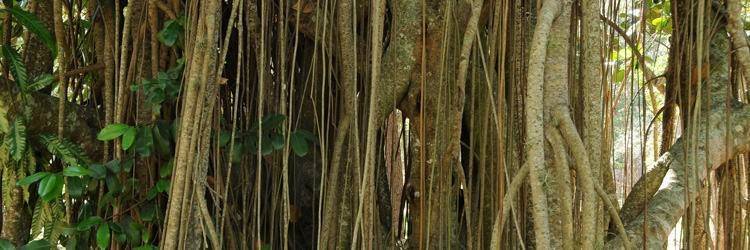 Des nuits en tente dans la jungle