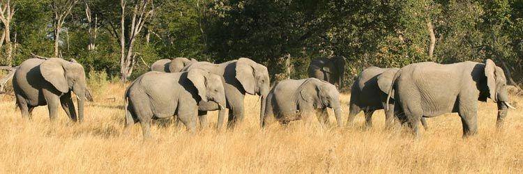 Deux activités au choix au Chobe Safari Lodge