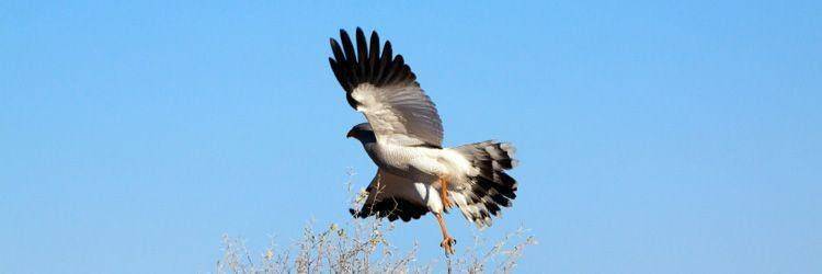 Deux activités par jour proposées par le Lodge (Lower Zambezi Park et Luangwa park)