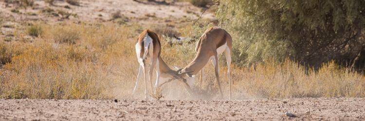 Deux activités par jour proposées par le lodge (Central Kalahari et Makgadikgadi Pans)