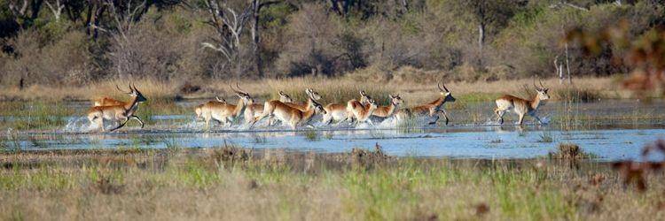 Deux activités par jour proposées par le Lodge (Delta de l'Okavango)