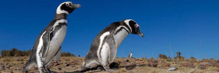 Excursion et navigation sur le canal de Beagle