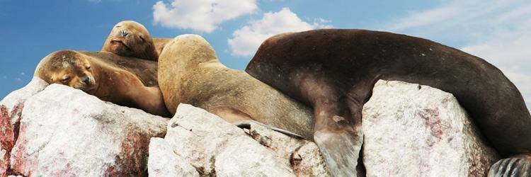 Excursion aux îles Ballestas