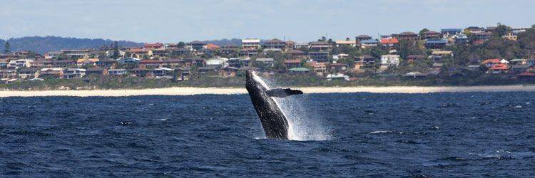 Expédition baleines