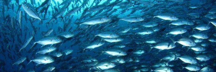 Exploration des fonds marins en plongée