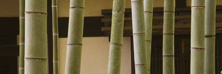 Kyoto et ses 17 sites inscrits au Patrimoine mondial de l'Unesco