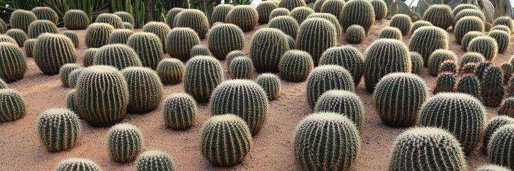Les trésors cachés de Tehuacan et San Juan Raya