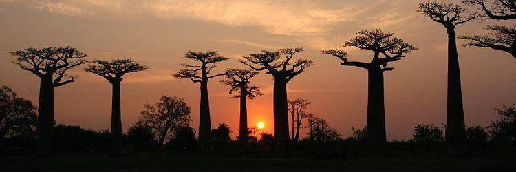 La forêt de baobabs