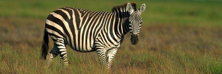 Les activités proposées par les lodges de Hwange et Manapools