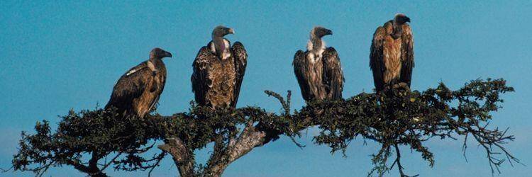 Les activités proposées par votre lodge au Liwonde national park