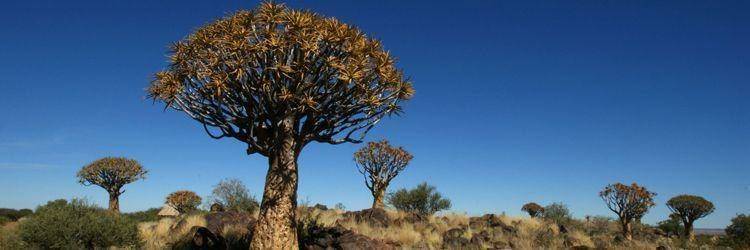 Une marche avec un Bushmen