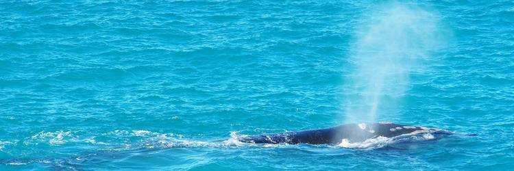 Observation des baleines du pacifique