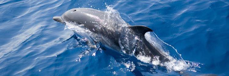Observation des dauphins