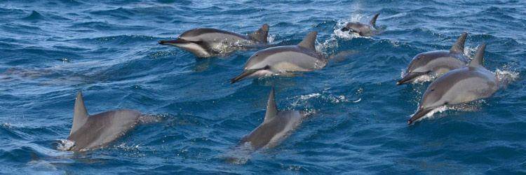 Observation des dauphins et des baleines à Dominical