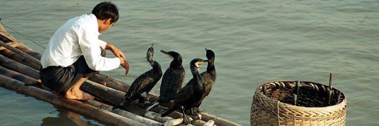 Pêche aux cormorans à Gifû