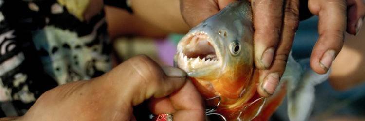 Pêche et cours de cuisine en Amazonie