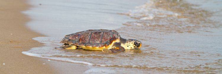 Plage aux tortues de Rantau Abdang