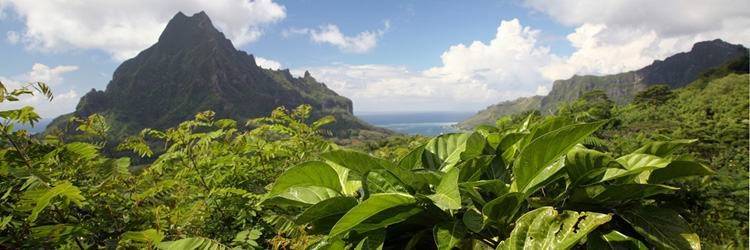 Randonnée pédestre "Le Col des Trois Cocotiers"