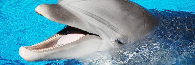 Rencontre avec les dauphins et les baleines