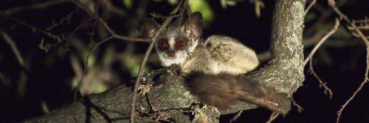 Safaris de Nuit
