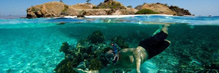 Snorkeling au milieu des poissons multicolores