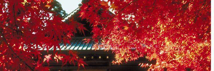 Visite guidée des villes : Tokyo, Kyoto, Takayama, Shirakawa-go, Kanazawa...