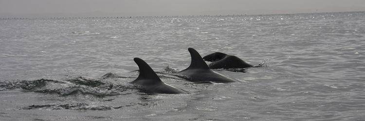 Une croisière avec les dauphins et l'excursion à Sandwich Harbour en 4x4