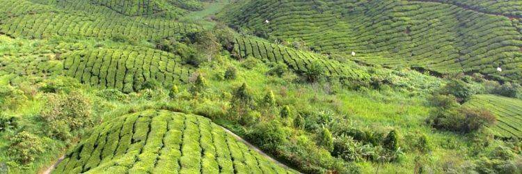 Visite d'une plantation de thé à Cameron Highlands