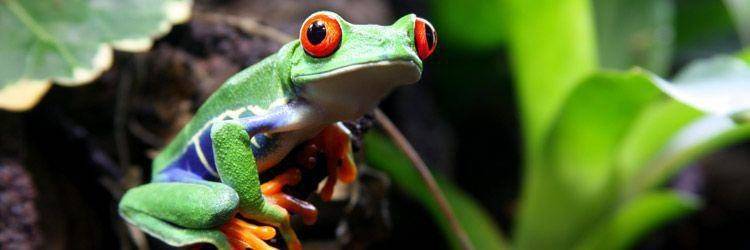Visite  aux jardins de papillons et grenouilles