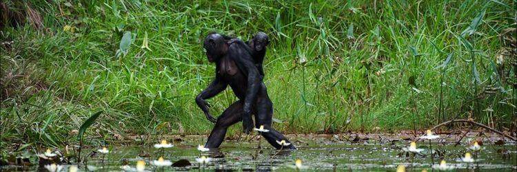 Visite de Chimpanzee Eden-Institut Jane Goodall à Nelspruit
