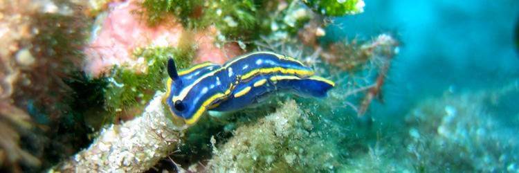 Visite du Lagoonarium
