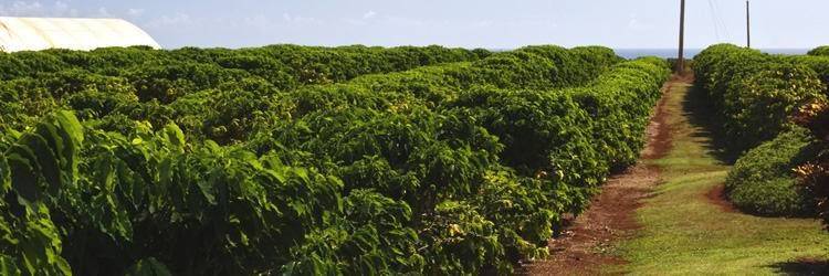 Visite d'une plantation de café colombienne