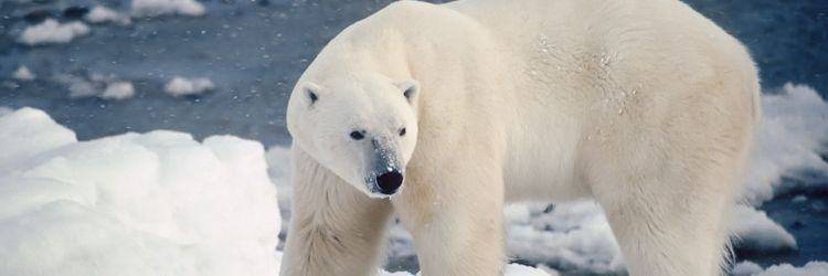 Croisière d'observation des ours