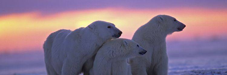 Découverte de la faune en Arctique