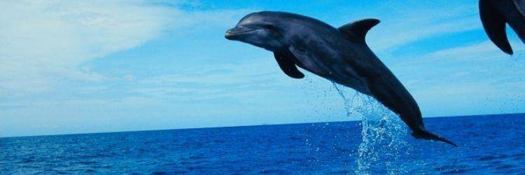 Excursion "les dauphins"