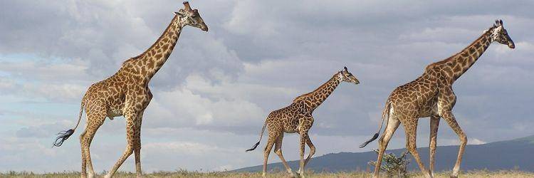 Langata Giraffe Center