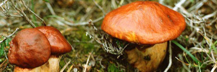 Mycologie - découverte de la nature