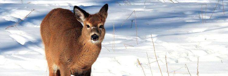 Observation de la faune