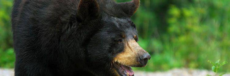 Observation de l'ours noir